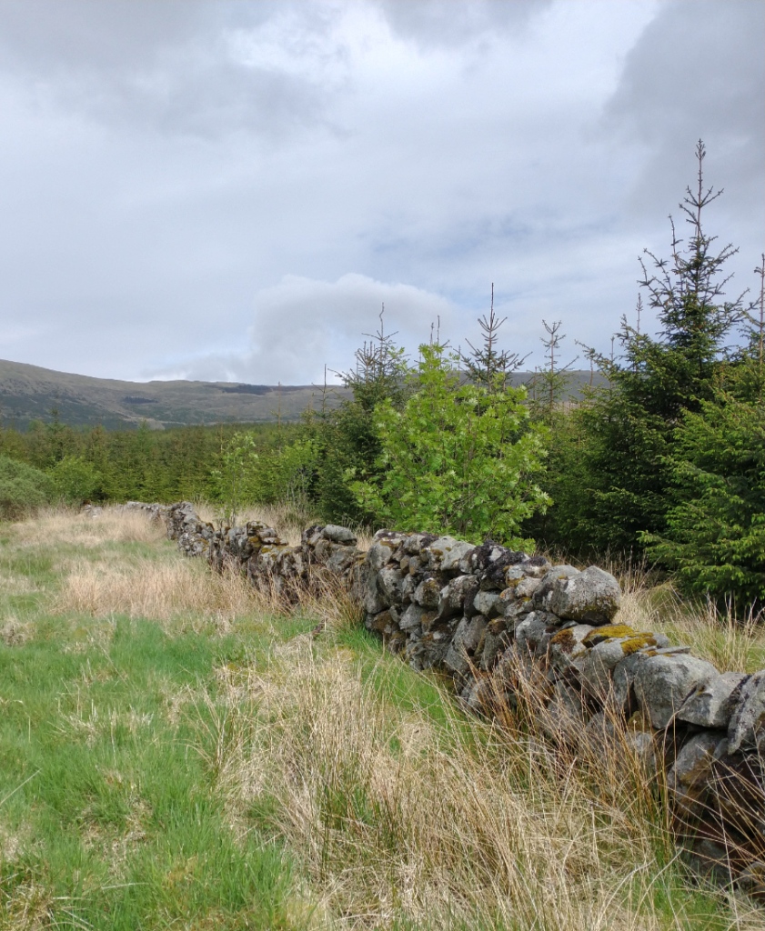 photograph of remains of a drystone wall running into the forestry near Backhill of Bush bothy