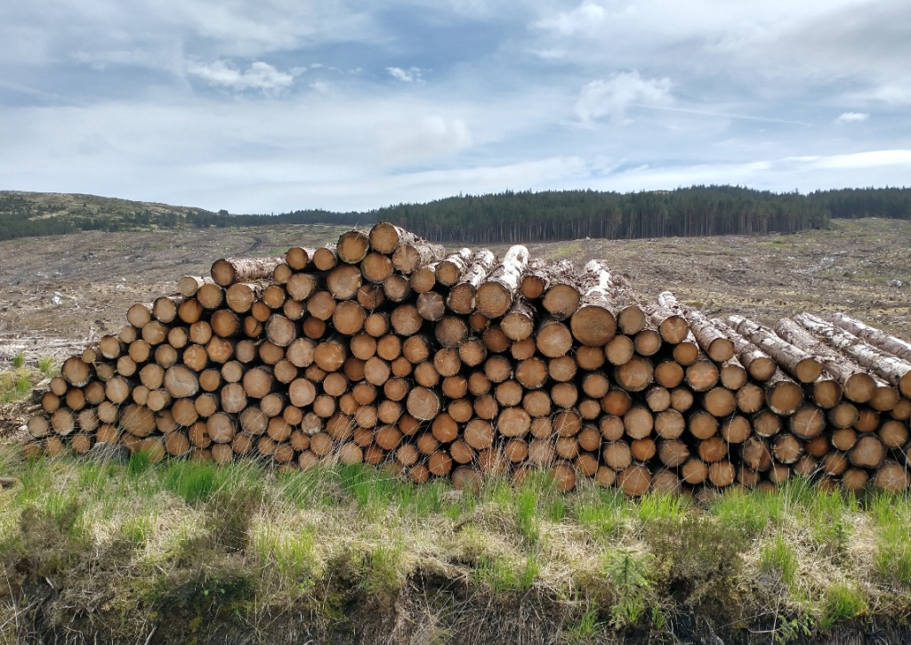 stacked timber waiting to be hauled out of the glen