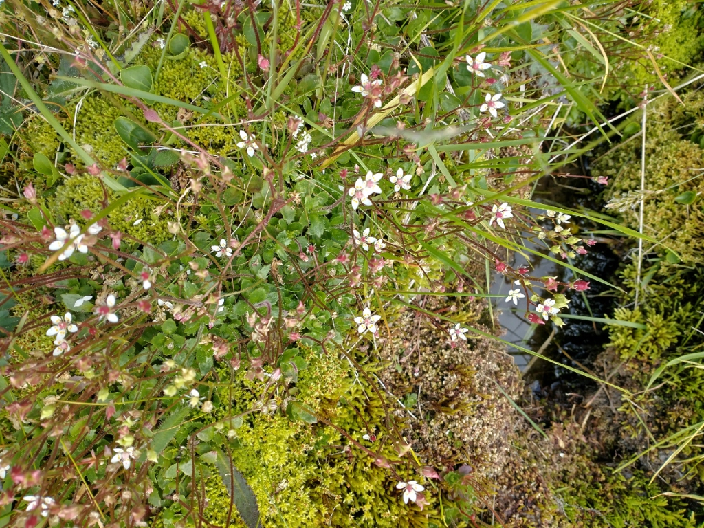 photograph of saxifrage flowers amongst grasses and mosses