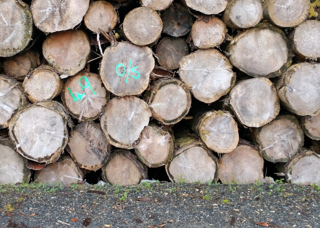 photograph of a stack of cut logs